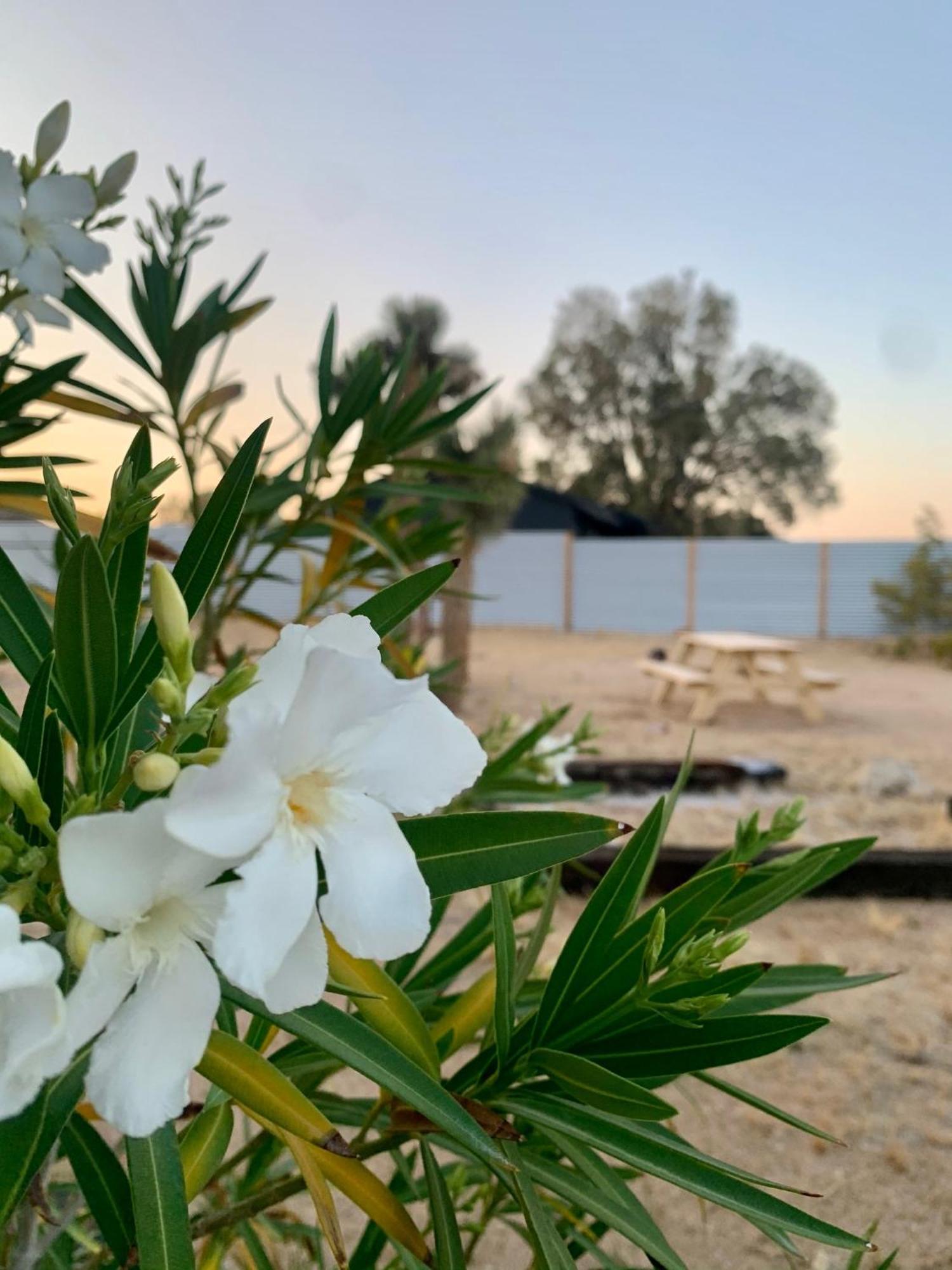 Casa Agave: Comfy Joshua Tree Cottage With Free Breakfast Bar Eksteriør billede